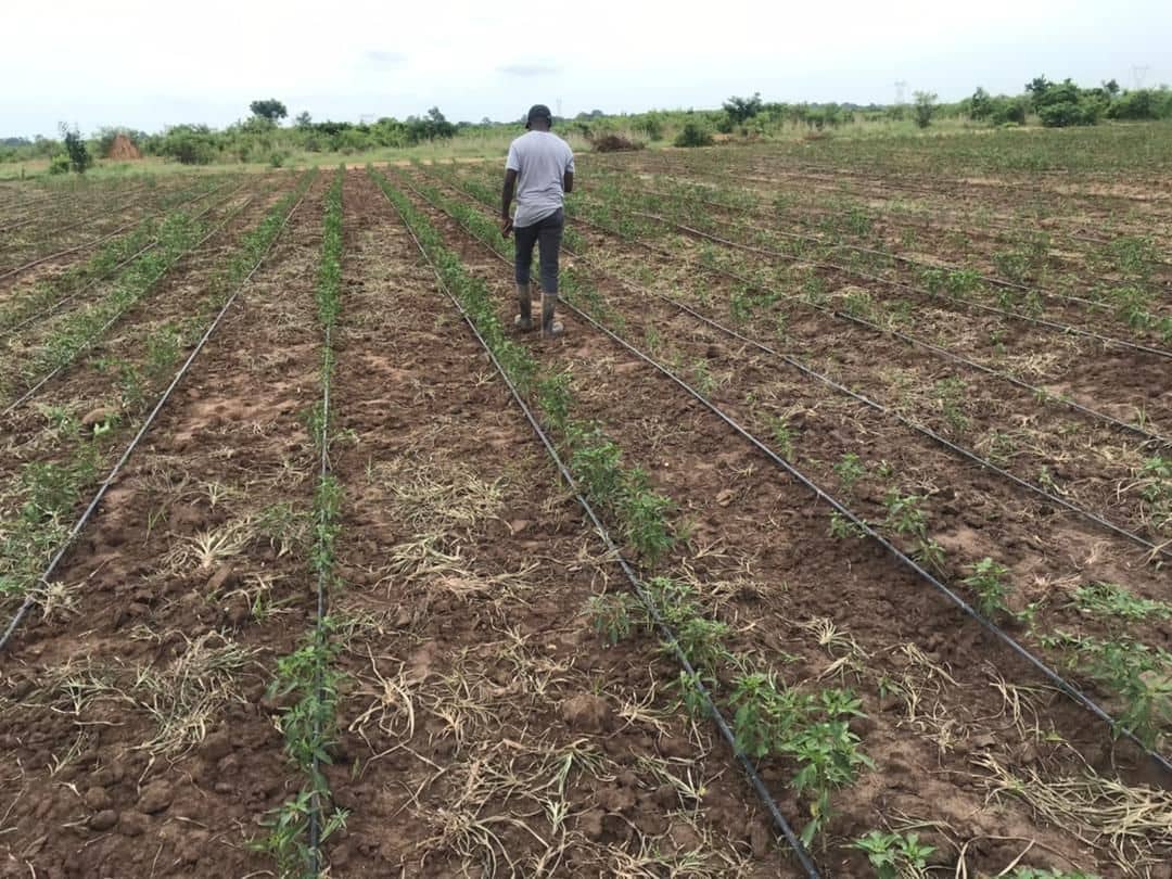 Drip Irrigated Farm