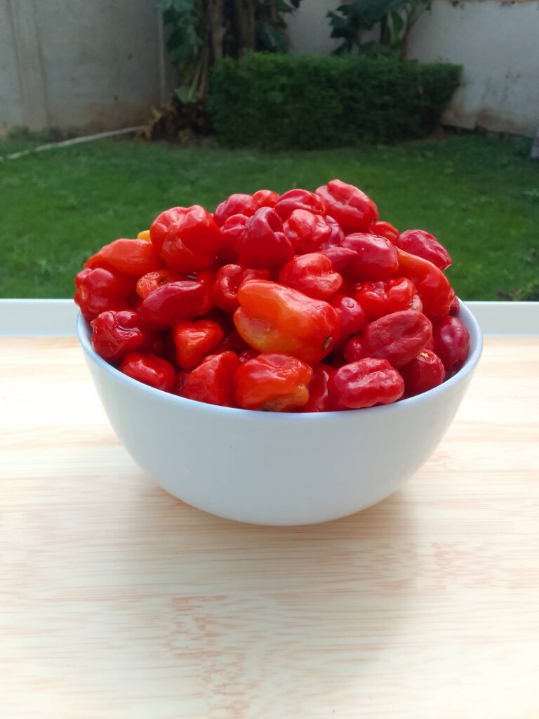 Fresh Red Habanero Pepper