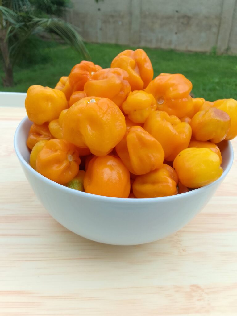 Fresh Yellow Habanero Pepper