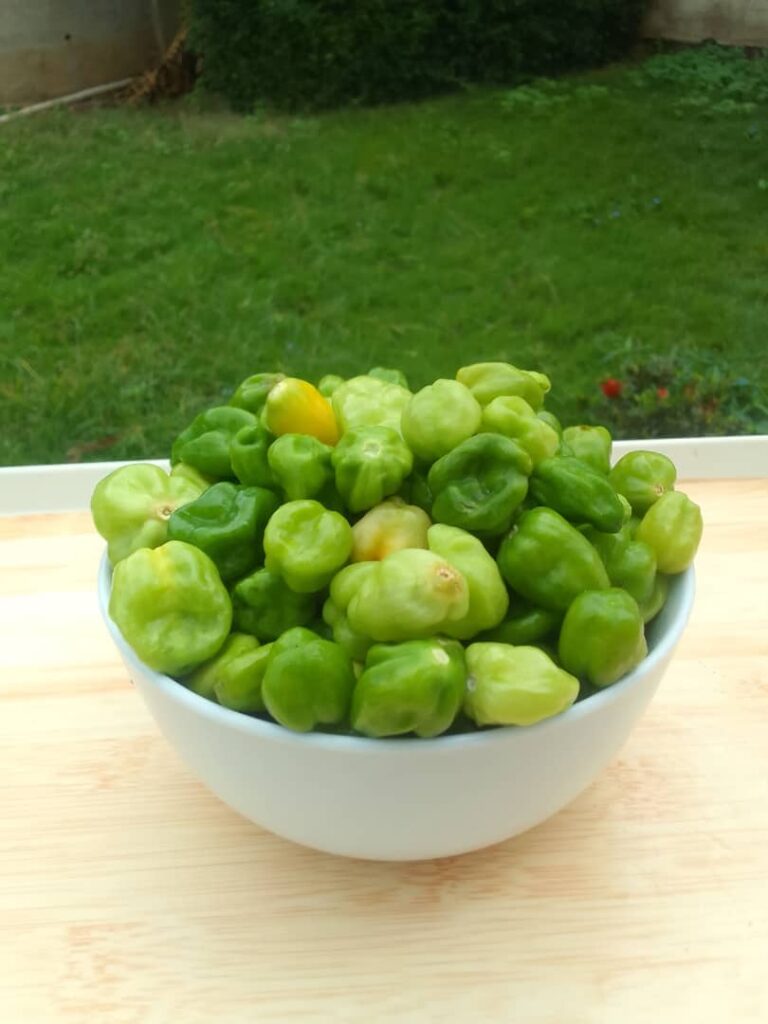 Fresh Green Habanero Pepper