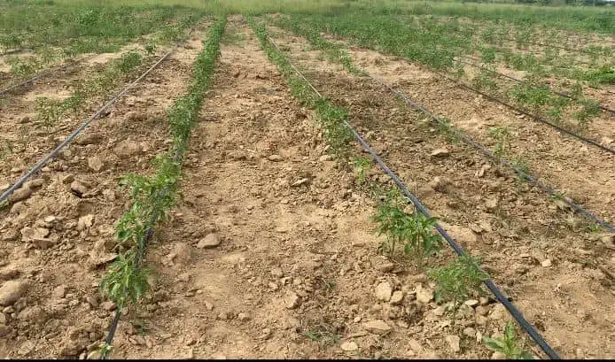 Drip Irrigated Farm