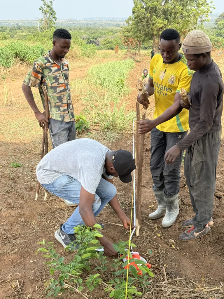 vegetable farming