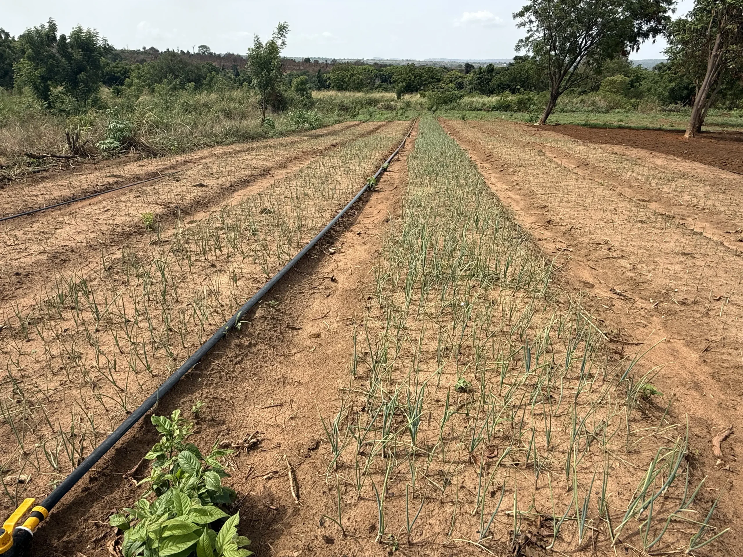farms